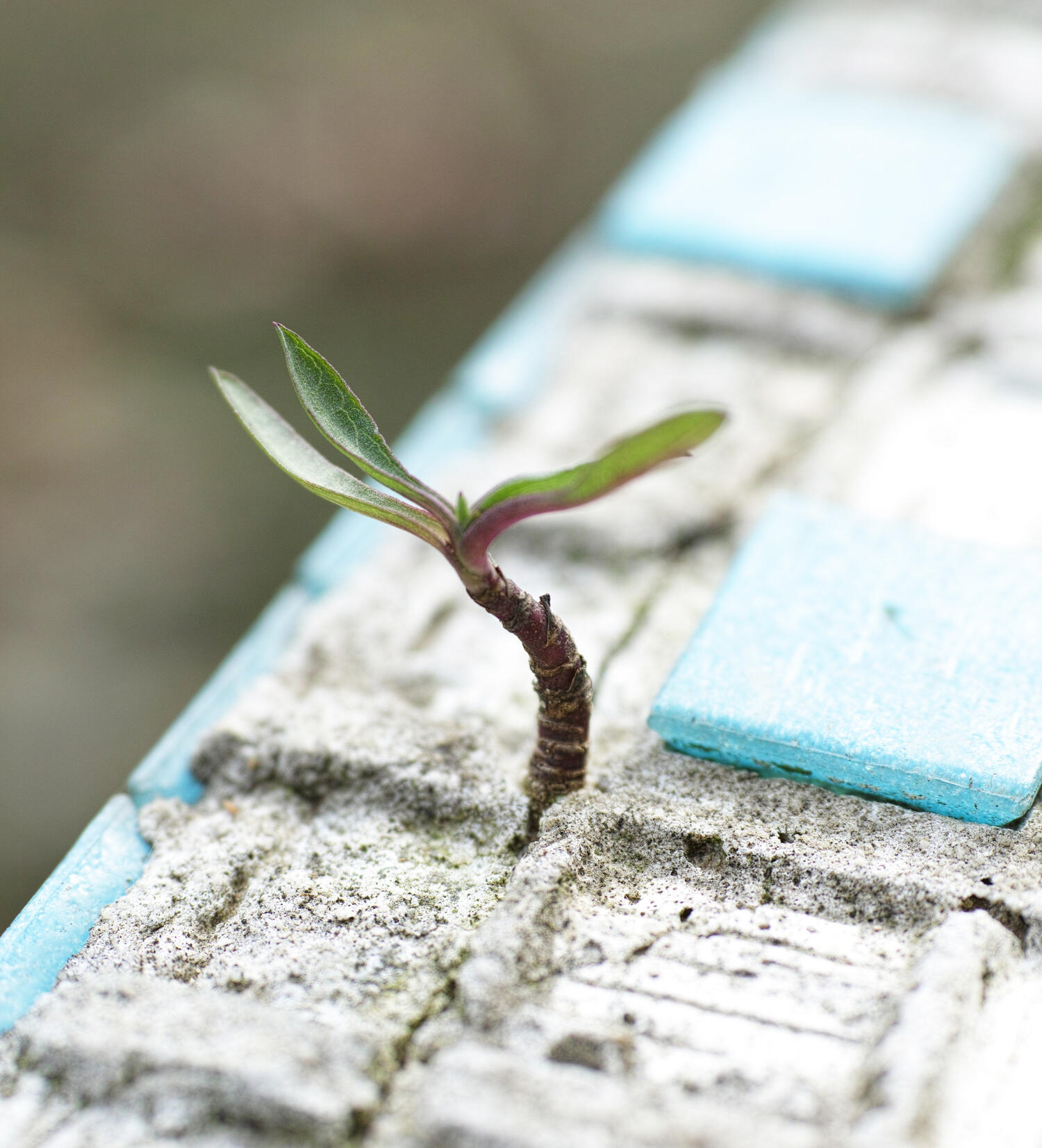 Plant growing from the cracks